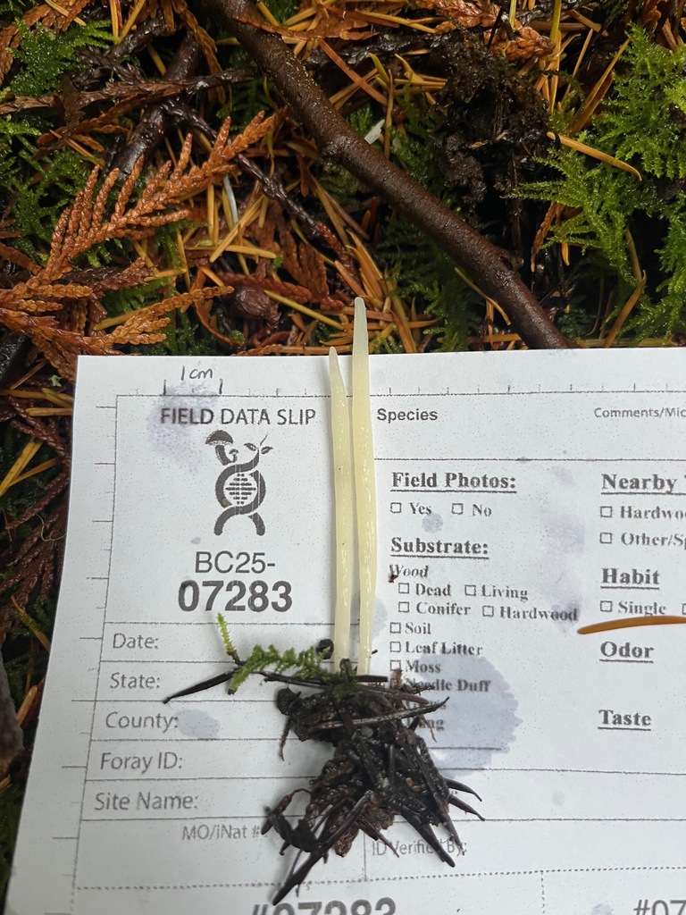 Clavaria lumbriciformis