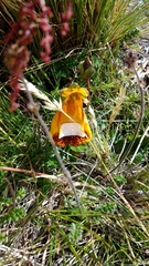 Calceolaria uniflora