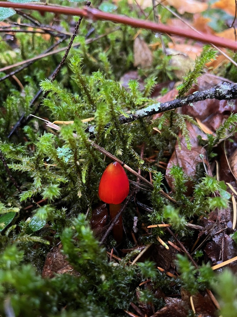 Hygrocybe singeri · November 2025 · photo: © enspring (iNaturalist, cc0)