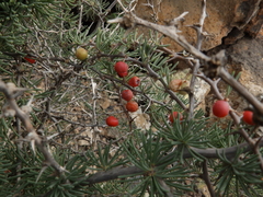 Asparagus pastorianus, photograph (c) amantedarmanin, some rights reserved (CC BY)