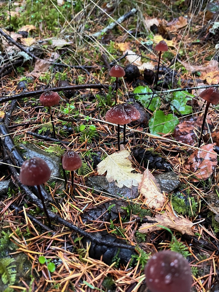 Marasmius plicatulus · November 2025 · photo: © enspring (iNaturalist, cc0)