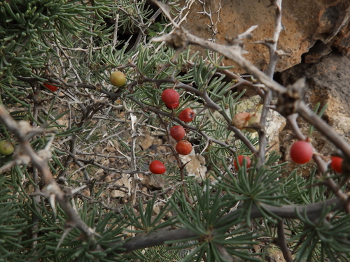 Asparagus pastorianus, photograph 6