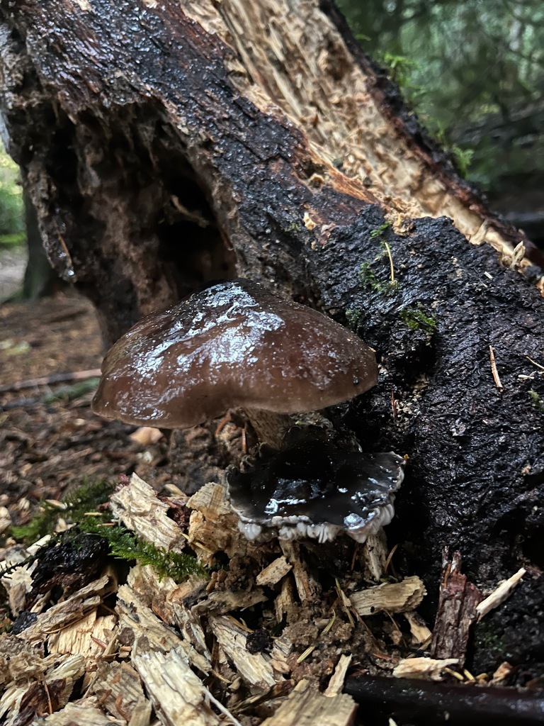 Pluteus exilis · November 2025 · photo: © enspring (iNaturalist, cc0)