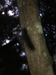 Apistosia judas