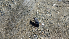 Pycnochila fallaciosa