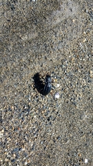 Pycnochila fallaciosa