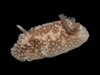 Barnacle-eating Dorid - Photo (c) Nathan Jackson, some rights reserved (CC BY-NC), uploaded by Nathan Jackson