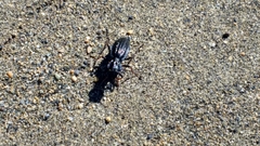 Pycnochila fallaciosa