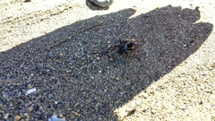 Pycnochila fallaciosa