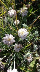 Hypochaeris incana