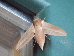 Theretra alecto