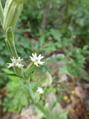 Silene drummondii