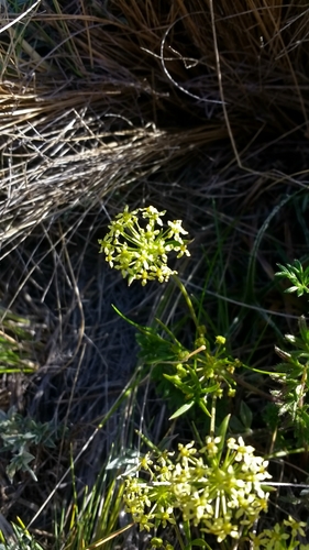 Image of Azorella Acaulis (Azorella acaulis) by no rights reserved