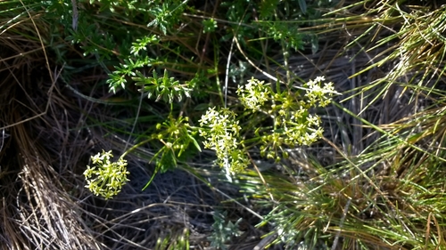 Image of Azorella Acaulis (Azorella acaulis) by no rights reserved
