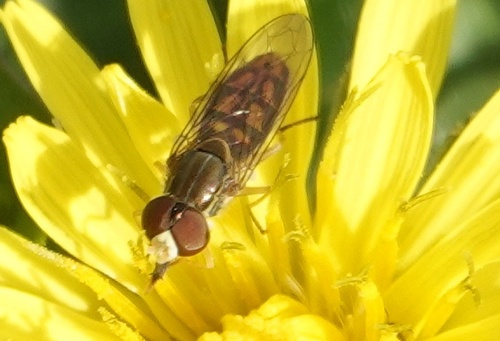 Unknown species found near Biscoe Gray Heritage Park, 2695 Grays Rd, Prince Frederick, MD 20678, USA