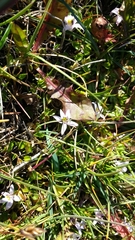 Lobelia oligophylla