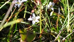 Lobelia oligophylla