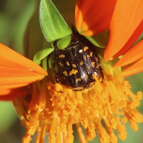 Euphoria subtomentosa (Euphoria subtomentosa)
