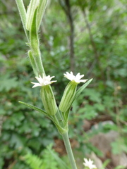 Silene drummondii