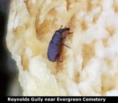 Dryophthorus americanus