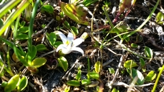 Lobelia oligophylla