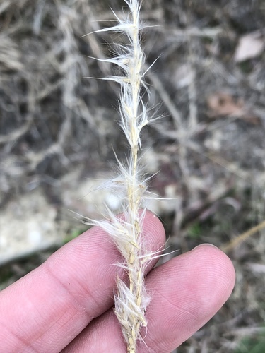 silver bluestem (Bothriochloa saccharoides)