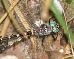 Macromia annulata
