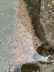 Pentamera pulcherrima