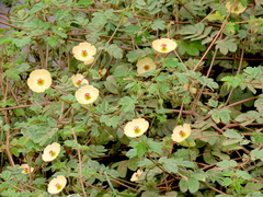 Kallstroemia rosei