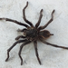 Acanthoscurria musculosa - Photo (c) anitaexeni，保留部份權利CC BY-NC