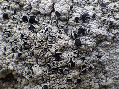 Lecanora gangaleoides