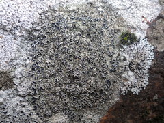 Lecanora gangaleoides