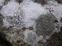 Lecanora gangaleoides