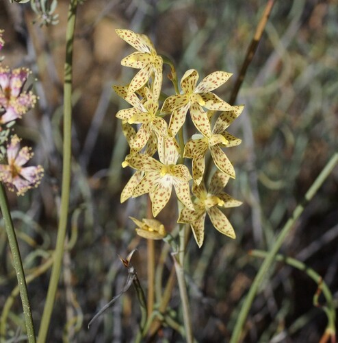 Freckled sun orchid (Thelymitra sargentii)