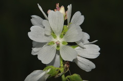 Prairie Mallow (Sidalcea candida)