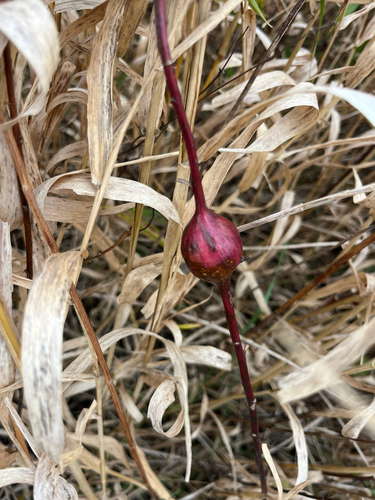 Unknown species found near Shoreview, MN, US