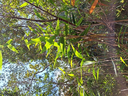 Greslania rivularis observed 2025-10-24