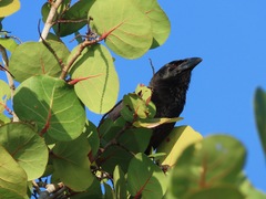 Corvus nasicus