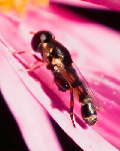 Unknown species found near Bluemont, Arlington, VA, USA