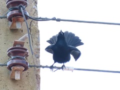 Ptiloxena atroviolacea