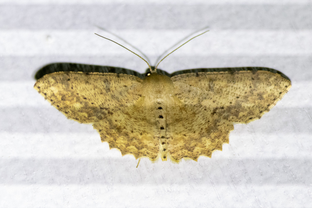 Luxiaria subrasata (Luxiaria subrasata)