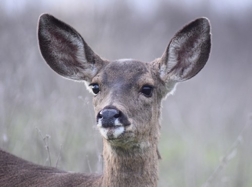 Columbian Black-tailed Deer photographed in California