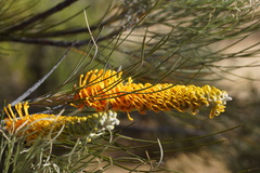 (c) Rod Lowther, some rights reserved (CC BY) Grevillea excelsior, photograph (c) Rod Lowther, some rights reserved (CC BY)