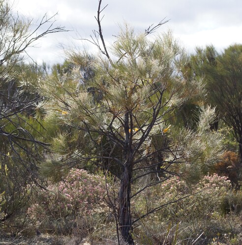 Grevillea excelsior, photograph 4