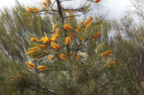 Grevillea excelsior, photograph 3
