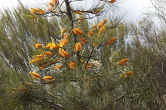 (c) Rod Lowther, some rights reserved (CC BY) Grevillea excelsior, photograph (c) Rod Lowther, some rights reserved (CC BY)