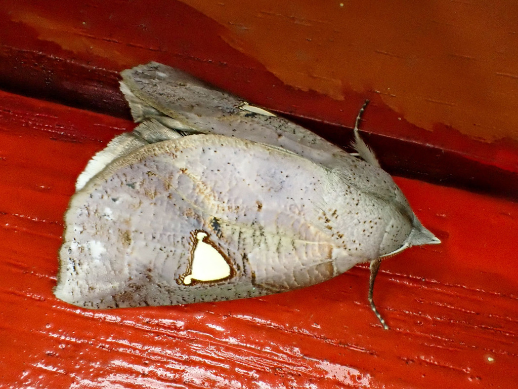 The Cardinal Moth (Pterogonia cardinalis)