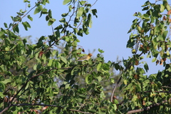 Anaplectes rubriceps rubriceps