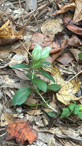 Striped Gentian (Gentiana villosa)