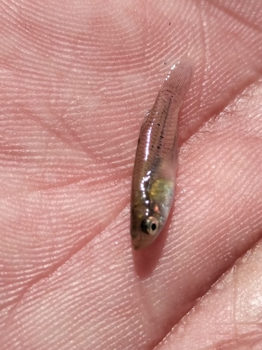 Yucatan gambusia (Gambusia yucatana) — Poeciliidae — 2